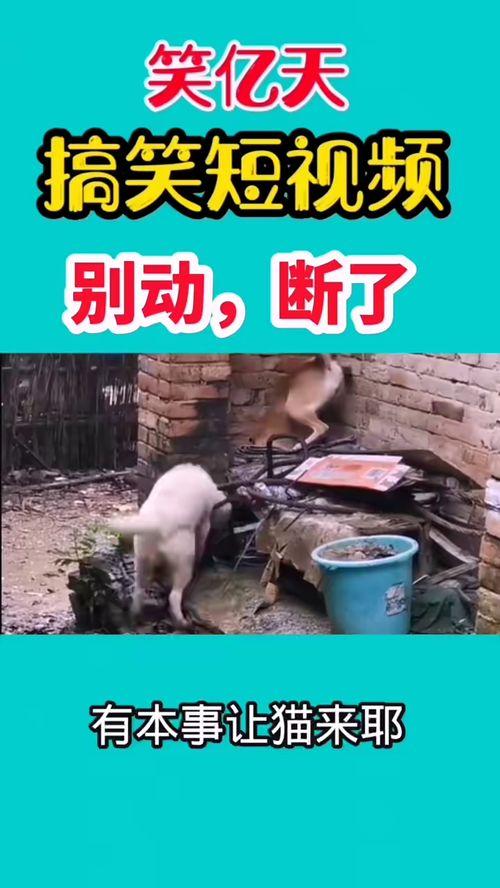 搞笑最新爆料视频,笑到肚子疼！  第1张