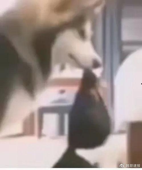 伍哥爆料曝光视频在线观看,揭秘热门视频幕后真相