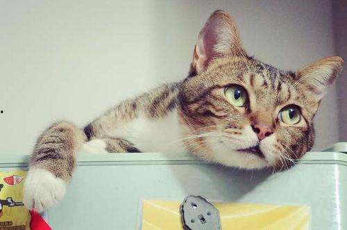 娱乐吃瓜酱不如猫,揭秘娱乐圈幕后那些事儿